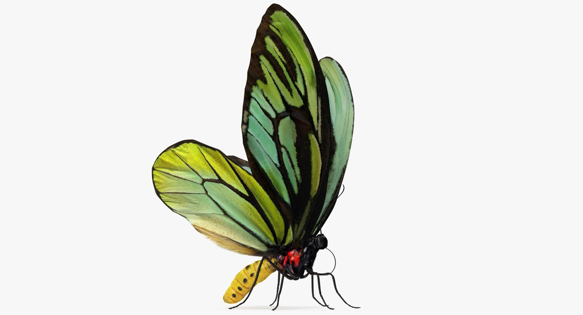 Butterfly Ornithoptera Alexandrae with Fur 3D Model 3D model preview