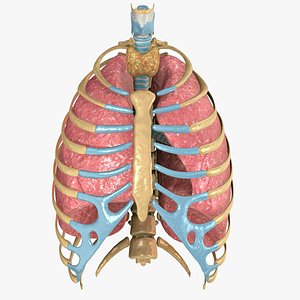 Human - Respiratory System & Rib Cage