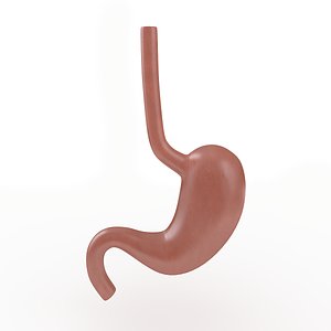 Stomach