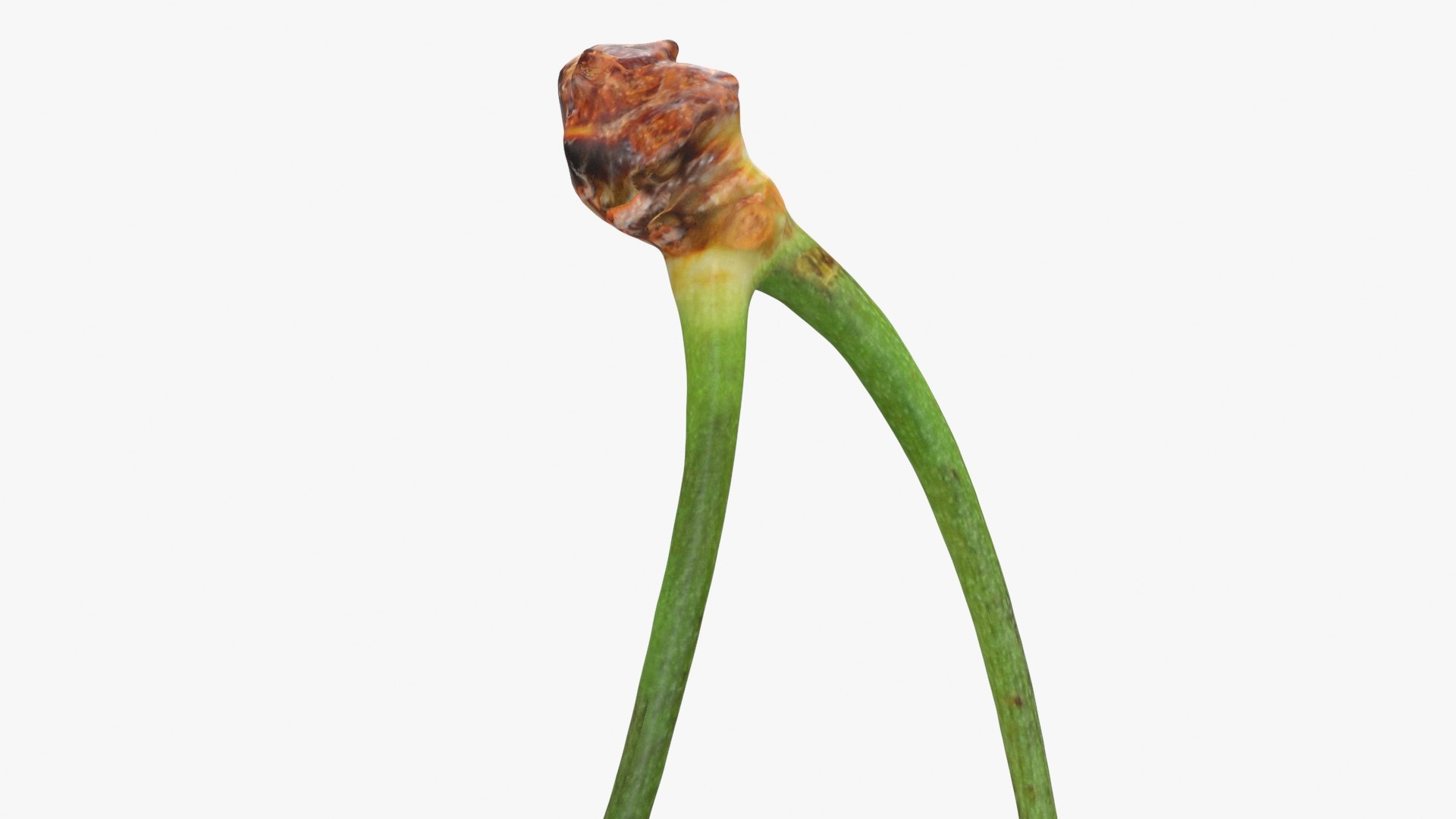 3D Cherry 03 model https://p.turbosquid.com/ts-thumb/1X/d6zi5c/Vp/cherry03_b0022/jpg/1716576224/1920x1080/fit_q87/f198b32a167983cd5c1d15aedd9577810382f027/cherry03_b0022.jpg