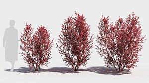 Berberis thunbergii