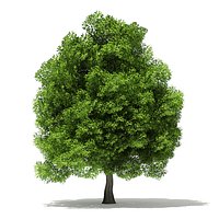 Pin Oak 3D Model 9m