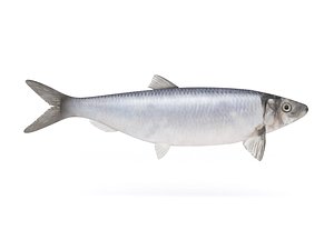 3D herring fish