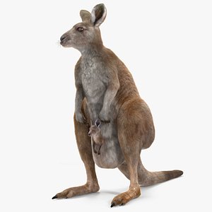 Mother Kangaroo with Baby Standing Fur 3D