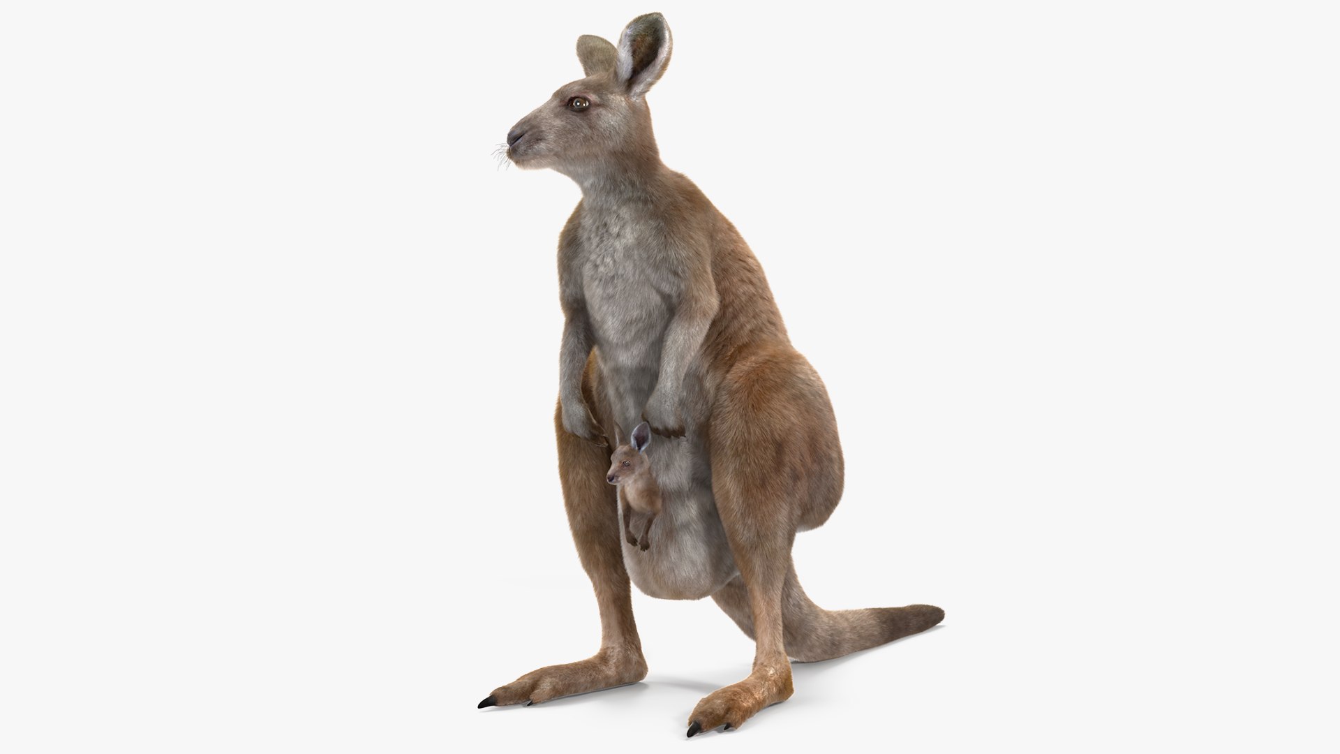 Mother Kangaroo with Baby Standing Fur 3D model preview