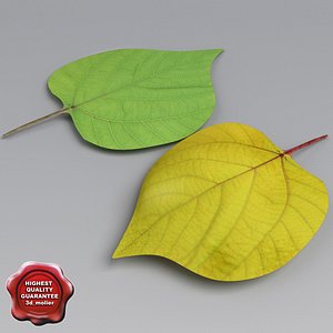 Poplar Leaves Summer Autumn