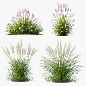 AV Pennisetum Alopecuroides Lampenputzergrass and Nassella Tenuissima Grasses 3D model
