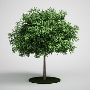CGAXIS tree 11