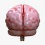 3D model brain human anatomy