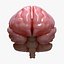 3D model brain human anatomy