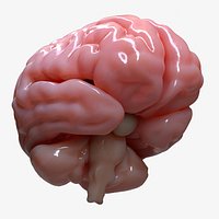 Brain Human Anatomy