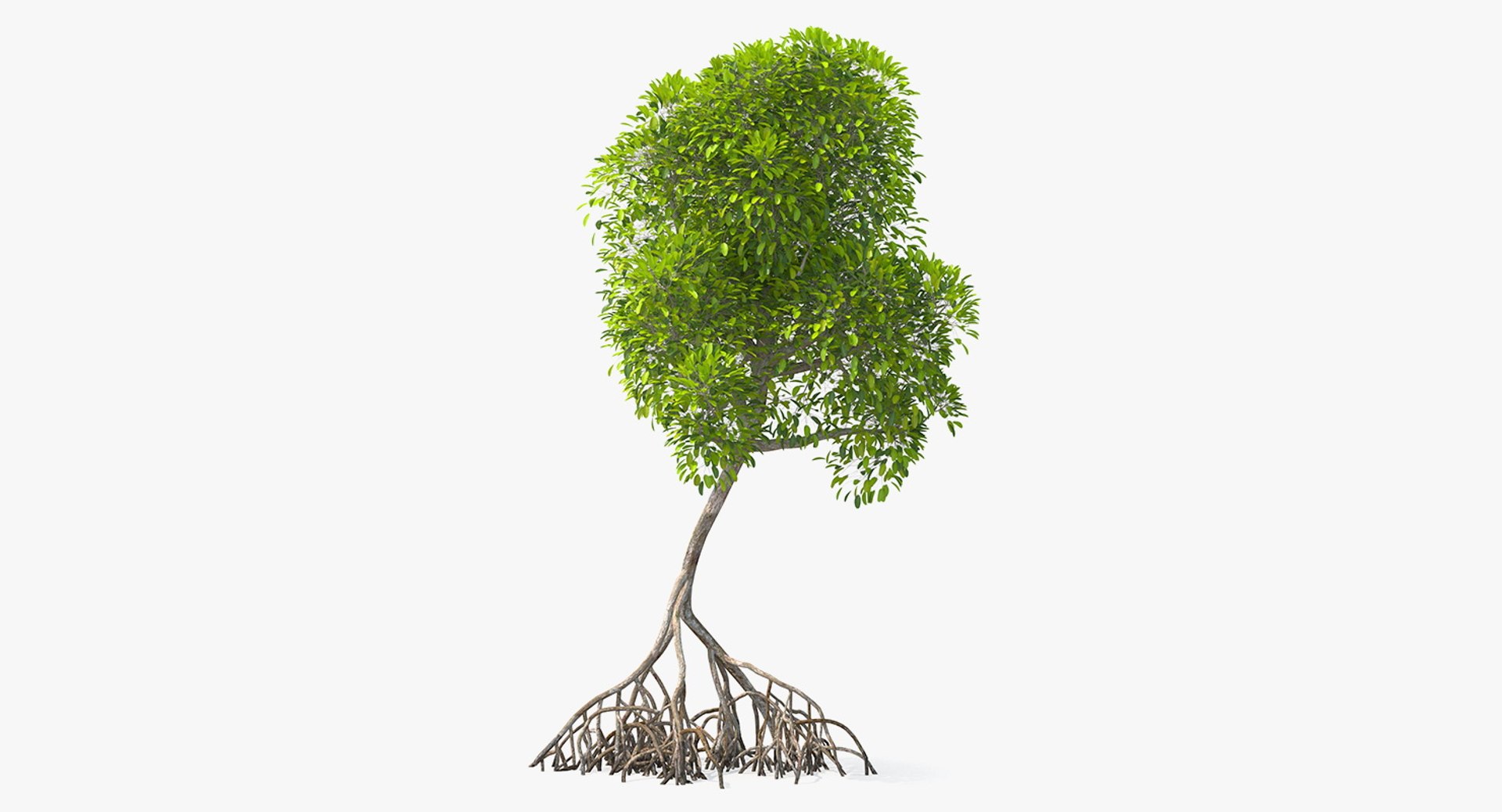 Mangrove Shrub 3D Model 3D model preview