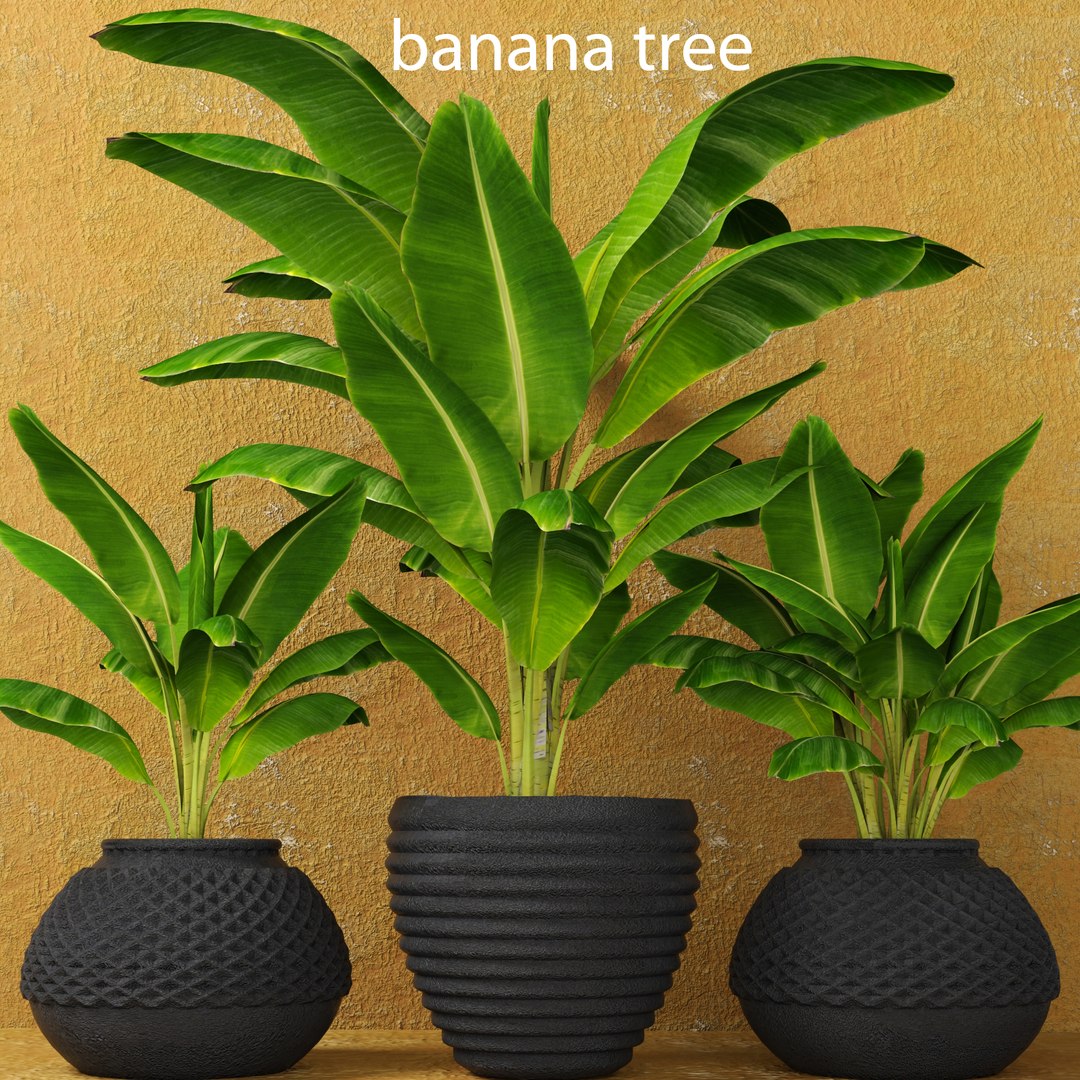 Banana Tree Model - TurboSquid 1083923
