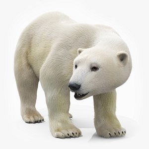 3D White Polar Bear Fur Rigged For Maya