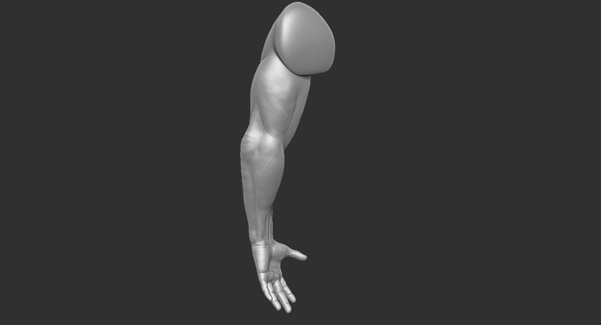 Human muscular arm 2019 3D model - TurboSquid 1440054