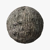 Winged Elm PBR tiled texture 8K 05