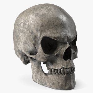 3D Aggressive Skull Model for Horror Decor Old model
