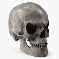 Aggressive Skull Model for Horror Decor Old
