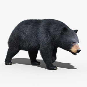 Black Bear(FUR)(RIGGED)