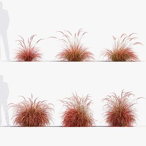 Pennisetum setaceum Fountain grass 02