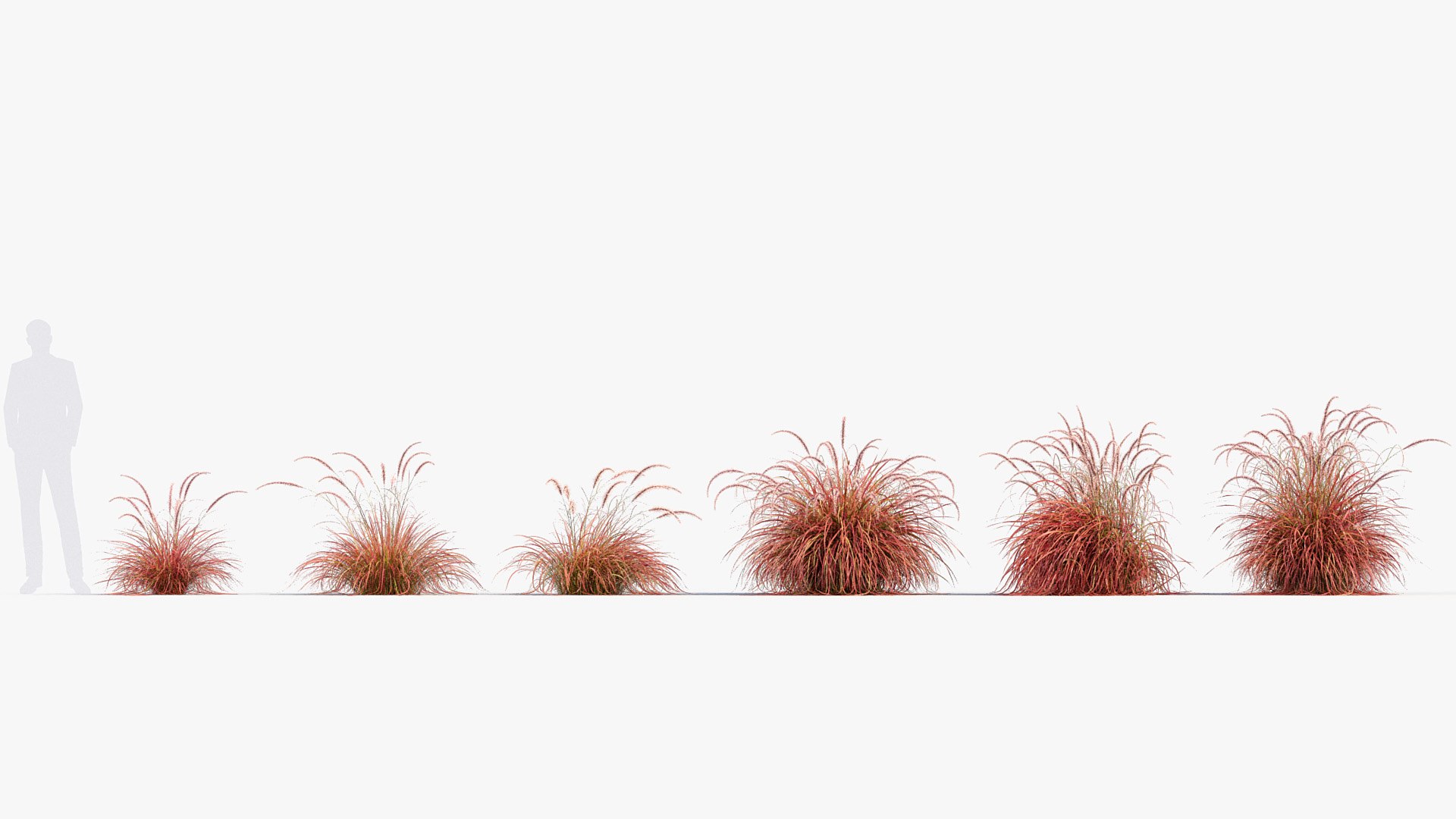 Pennisetum Setaceum Fountain Grass 3D Model 02 3D Model - TurboSquid
