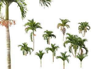 3D Adonidia merrillii - Christmas Palm