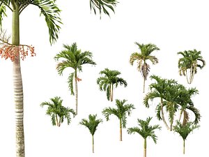 Adonidia merrillii - Christmas Palm