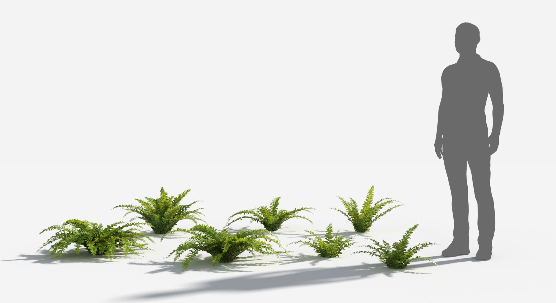 3D Plants Pack 9: Rainforest: GrowFX https://p.turbosquid.com/ts-thumb/1Z/YuM4WA/KM/sword_fern1/jpg/1623760416/1920x1080/fit_q87/d8a2dd495e5d908ac6a9dc00bcc8d595b365ccea/sword_fern1.jpg