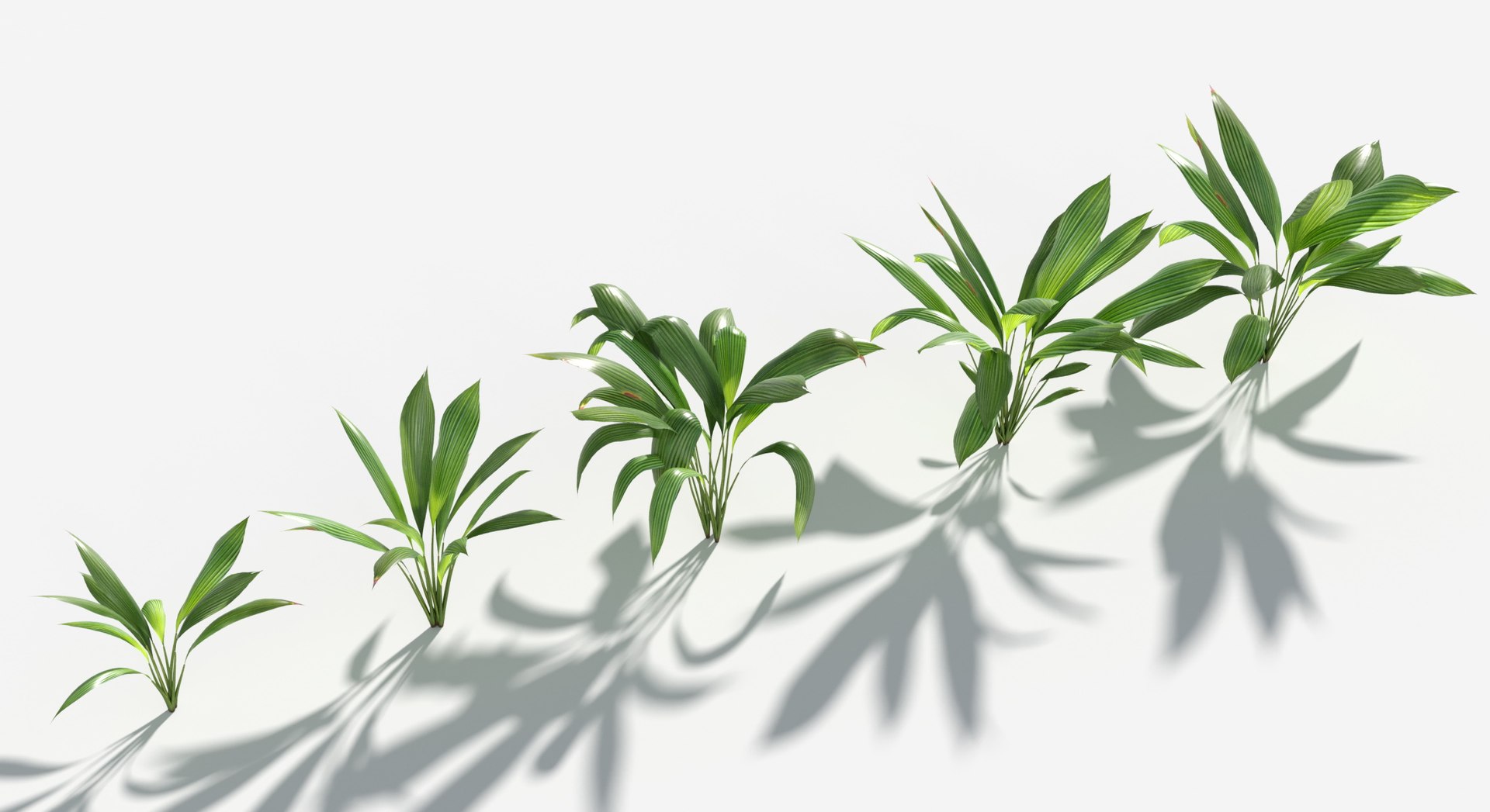 3D Plants Pack 9: Rainforest: GrowFX https://p.turbosquid.com/ts-thumb/1Z/YuM4WA/xb/giant_palm_grass4/jpg/1623760417/1920x1080/fit_q87/034bbd2f889a12e661dc19570f641dfacc9e3a33/giant_palm_grass4.jpg
