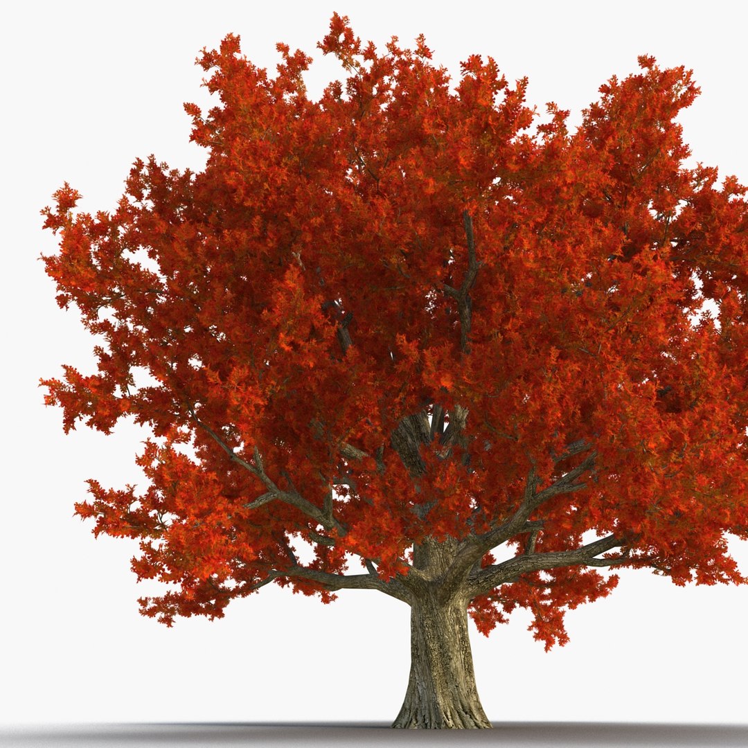 3d red oak old tree model https://p.turbosquid.com/ts-thumb/1Z/fPL2bw/4ak4dDbf/redoakoldtreeautumn3dmodel06/jpg/1456174989/1920x1080/fit_q87/c15cde0578a2109b1b99d68c943da7a8bd815b25/redoakoldtreeautumn3dmodel06.jpg