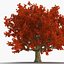 Red Oak Old Tree Autumn