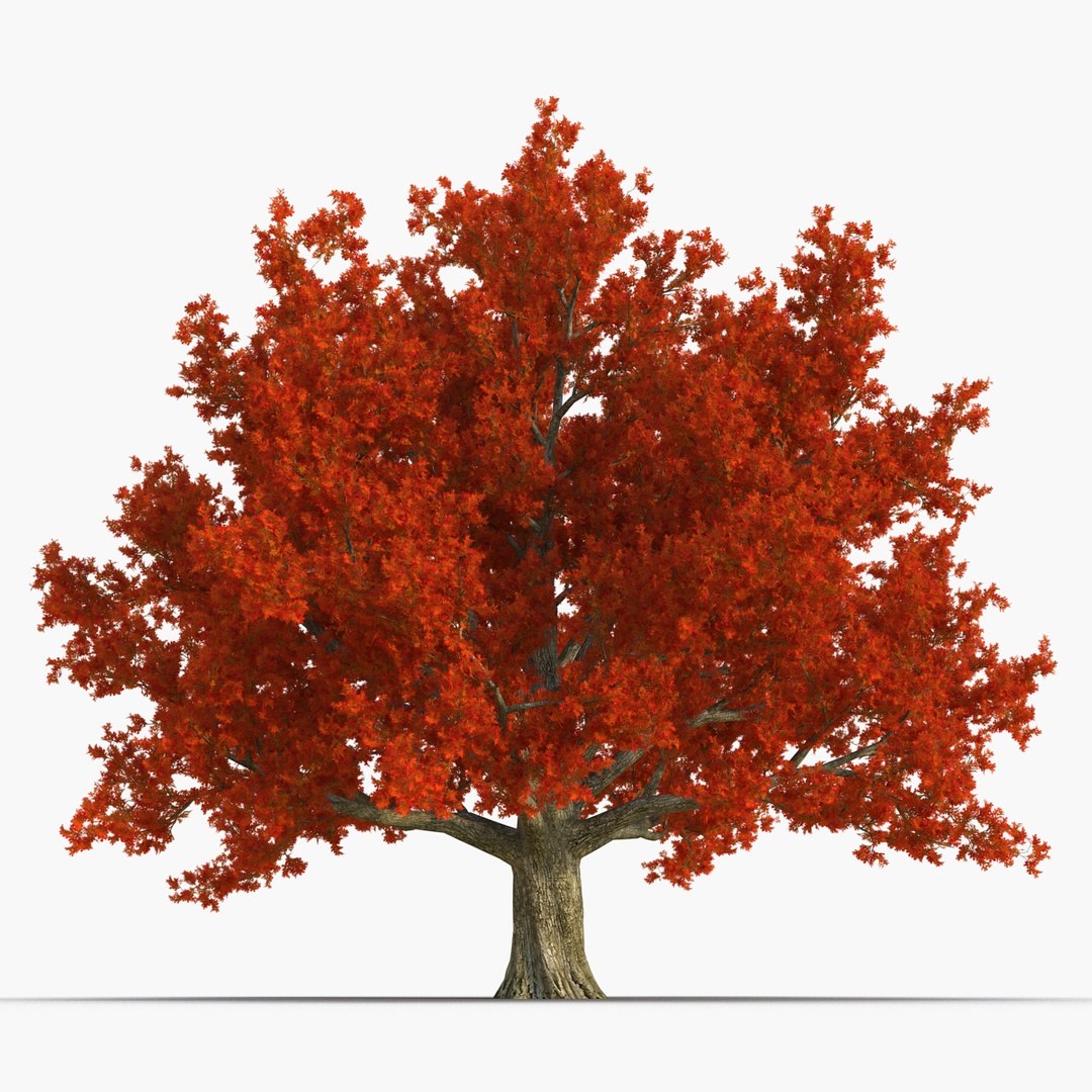 3d red oak old tree model https://p.turbosquid.com/ts-thumb/1Z/fPL2bw/D0vzP8Ap/redoakoldtreeautumn3dmodel04/jpg/1456174988/1920x1080/fit_q87/584727821c8d2a4780298f0a5791855794c2f123/redoakoldtreeautumn3dmodel04.jpg
