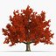 Red Oak Old Tree Autumn