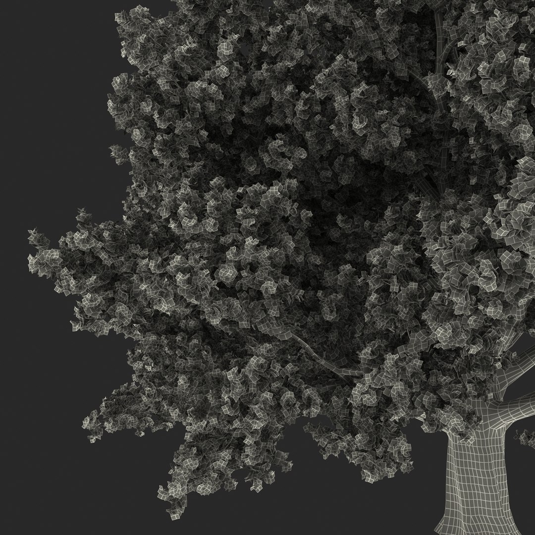 3d red oak old tree model https://p.turbosquid.com/ts-thumb/1Z/fPL2bw/HEDxI290/redoakoldtreeautumn3dmodel24/jpg/1456174991/1920x1080/fit_q87/a763d49f0a0f7abd77515468076f21c048fc9055/redoakoldtreeautumn3dmodel24.jpg