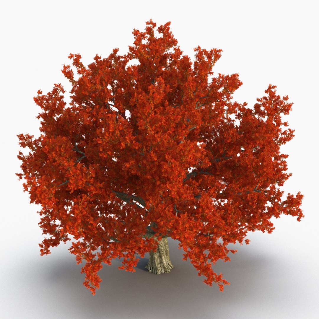 3d red oak old tree model https://p.turbosquid.com/ts-thumb/1Z/fPL2bw/RNRMwfnz/redoakoldtreeautumn3dmodel05/jpg/1456174988/1920x1080/fit_q87/184bfdccd6848064f91505d938ed9a1837c7250d/redoakoldtreeautumn3dmodel05.jpg