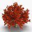 Red Oak Old Tree Autumn