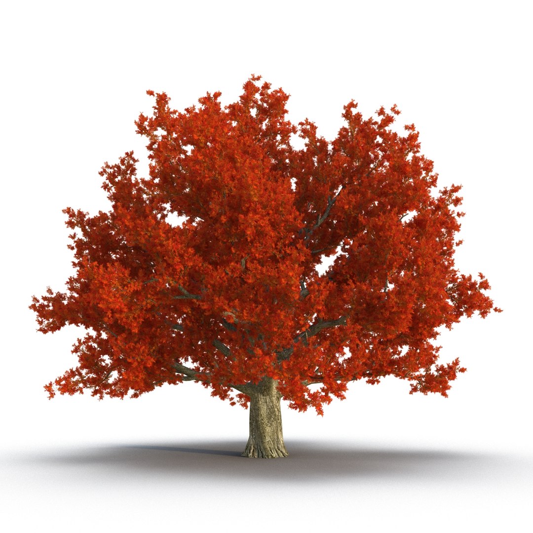 3d red oak old tree model https://p.turbosquid.com/ts-thumb/1Z/fPL2bw/Ry0Ly0lh/redoakoldtreeautumn3dmodel03/jpg/1456174988/1920x1080/fit_q87/db5e8c658bf64972ebba0bdbdee85f8edab4134a/redoakoldtreeautumn3dmodel03.jpg