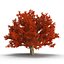 Red Oak Old Tree Autumn
