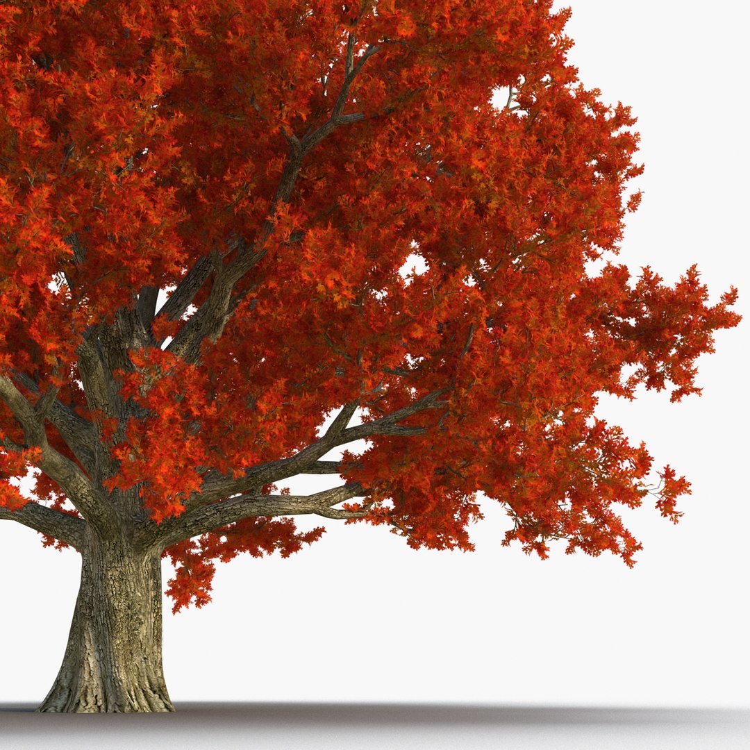 3d red oak old tree model https://p.turbosquid.com/ts-thumb/1Z/fPL2bw/UB94uLJR/redoakoldtreeautumn3dmodel08/jpg/1456174989/1920x1080/fit_q87/b69312f2307423dfe662c3e6c1221ca255fd71fe/redoakoldtreeautumn3dmodel08.jpg