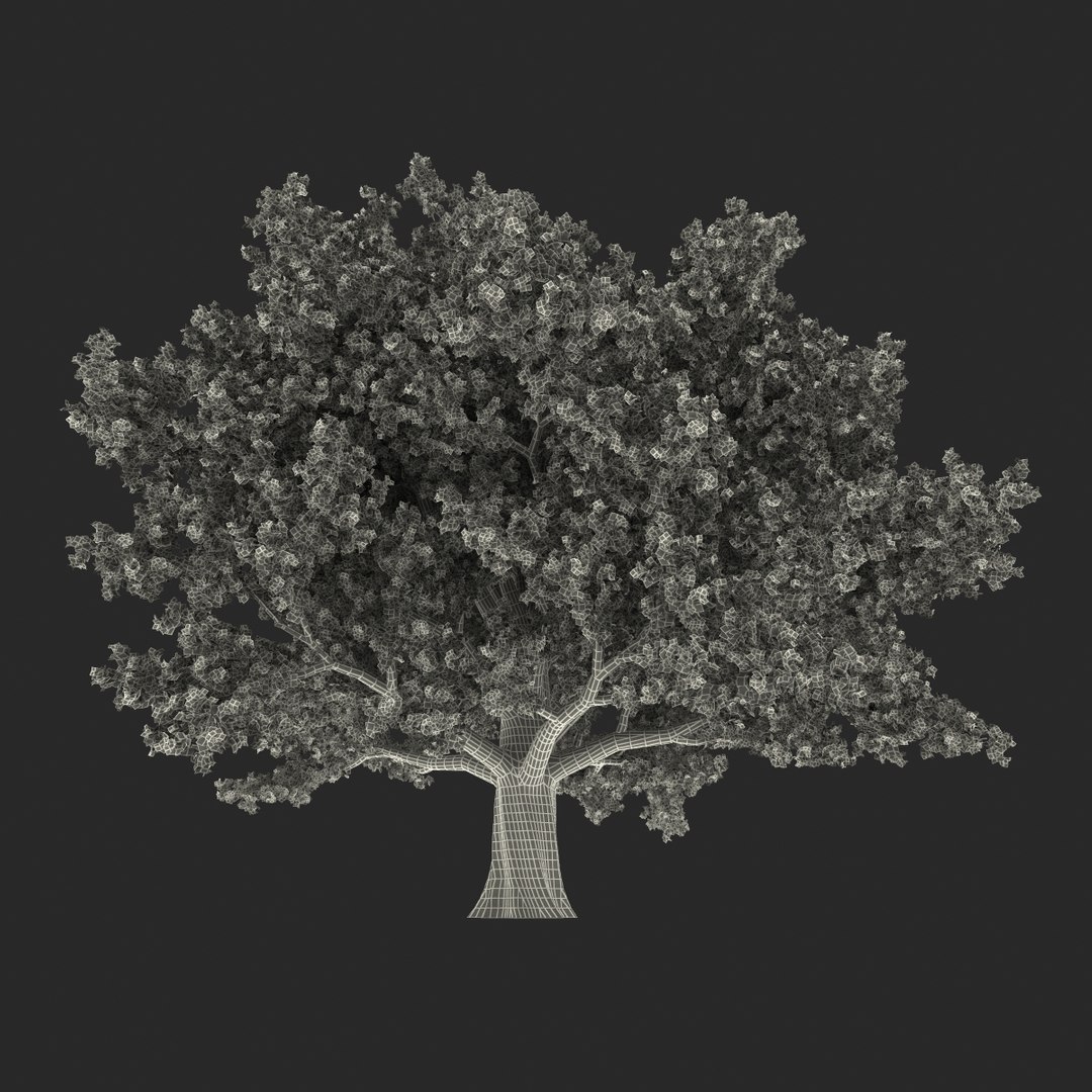 3d red oak old tree model https://p.turbosquid.com/ts-thumb/1Z/fPL2bw/Z6XCP7Db/redoakoldtreeautumn3dmodel22/jpg/1456174990/1920x1080/fit_q87/da30f0aedc42408408003182fc7116fa43a50911/redoakoldtreeautumn3dmodel22.jpg