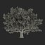 Red Oak Old Tree Autumn