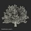 Red Oak Old Tree Autumn