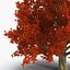 Red Oak Old Tree Autumn
