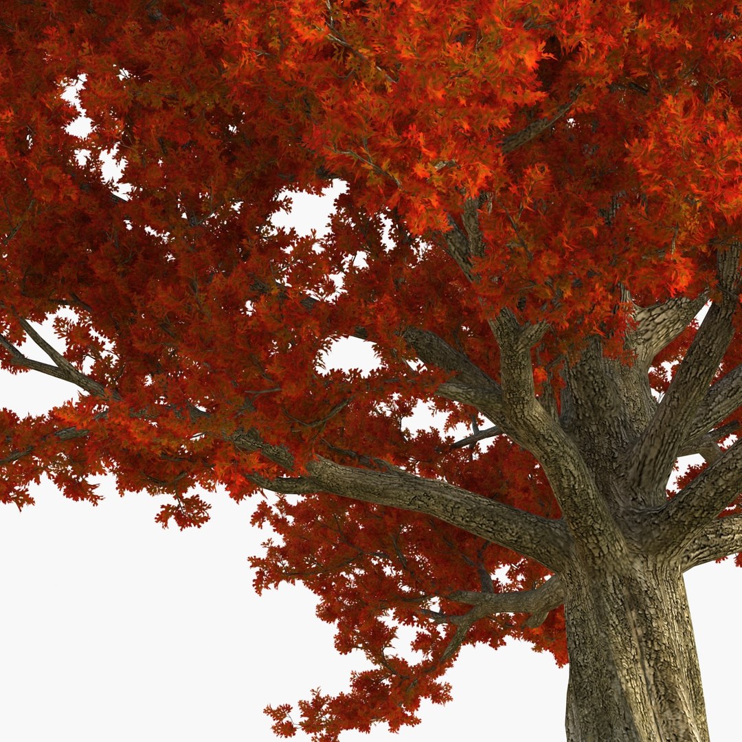 3d red oak old tree model https://p.turbosquid.com/ts-thumb/1Z/fPL2bw/kQuNw7J0/redoakoldtreeautumn3dmodel14/jpg/1456174990/1920x1080/fit_q87/574f327b667052dfe78cacaeaece11a448fc1b99/redoakoldtreeautumn3dmodel14.jpg