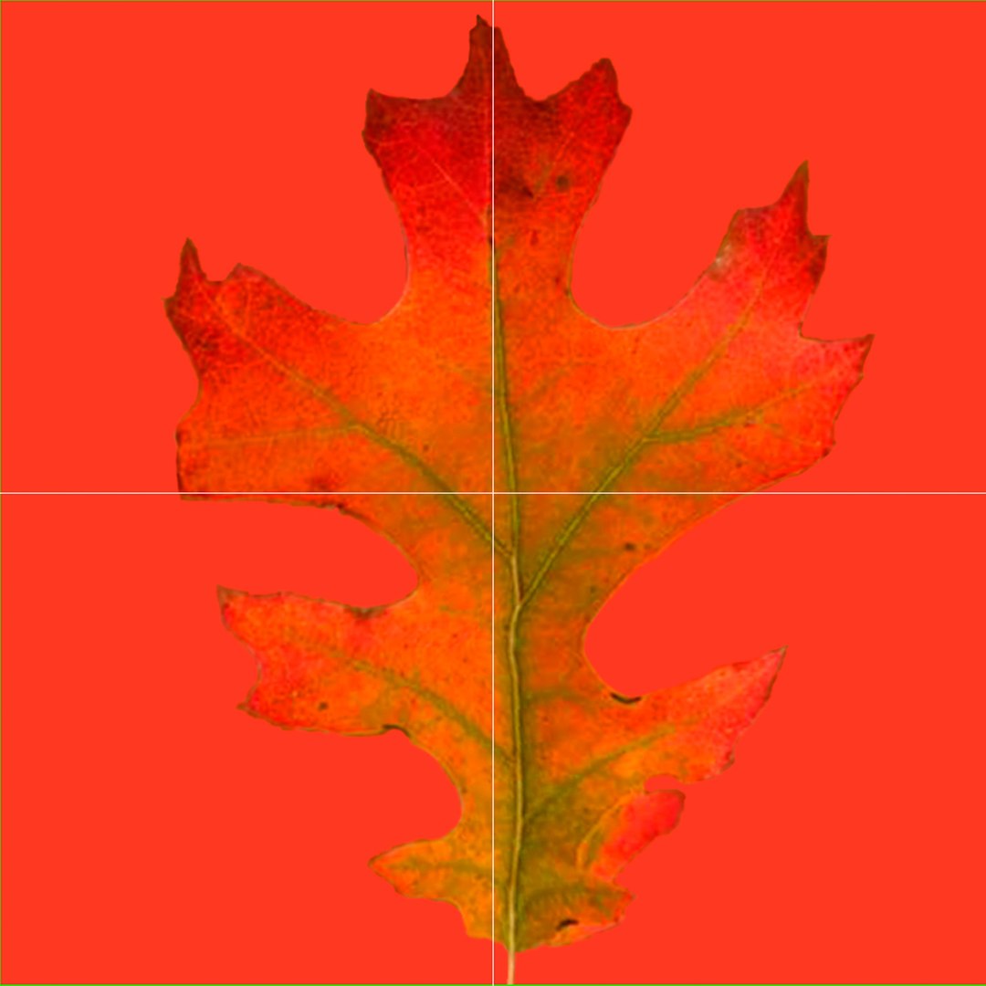 3d red oak old tree model https://p.turbosquid.com/ts-thumb/1Z/fPL2bw/lZvPbNex/redoakoldtreeautumn3dmodel18/jpg/1456174990/1920x1080/fit_q87/17ecee195430abced0399886325f513ca0a39c34/redoakoldtreeautumn3dmodel18.jpg