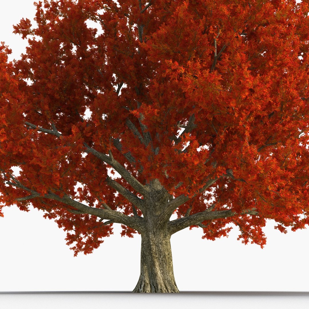 3d red oak old tree model https://p.turbosquid.com/ts-thumb/1Z/fPL2bw/m1eCm2Ms/redoakoldtreeautumn3dmodel07/jpg/1456174989/1920x1080/fit_q87/9eebf9de5d99cfeda60437f303e422f3d7017576/redoakoldtreeautumn3dmodel07.jpg