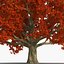 Red Oak Old Tree Autumn