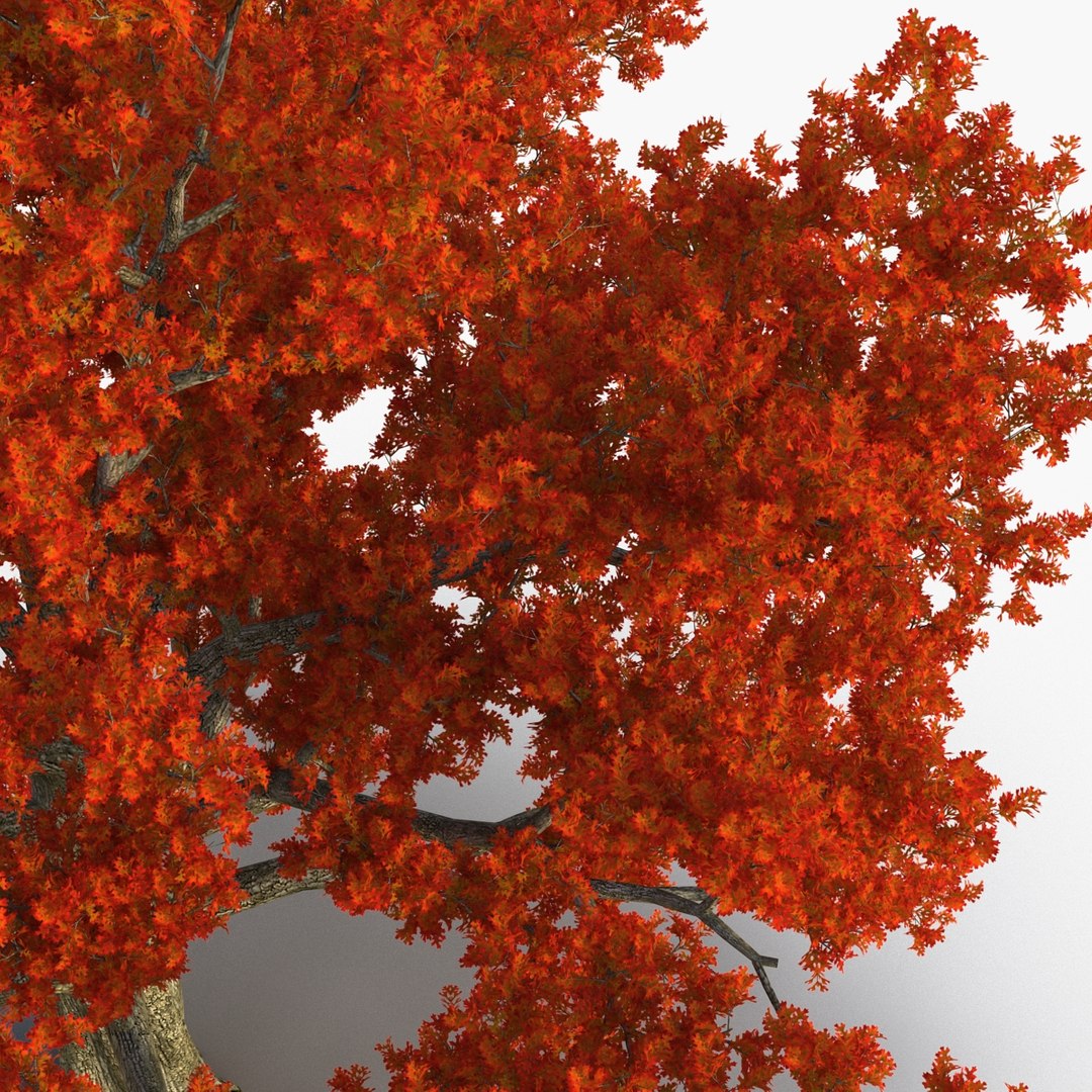 3d red oak old tree model https://p.turbosquid.com/ts-thumb/1Z/fPL2bw/qGsWd2pM/redoakoldtreeautumn3dmodel13/jpg/1456174989/1920x1080/fit_q87/f8f62dd9e2dbef257d274efc45ed93b8d7a1307e/redoakoldtreeautumn3dmodel13.jpg