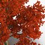 Red Oak Old Tree Autumn