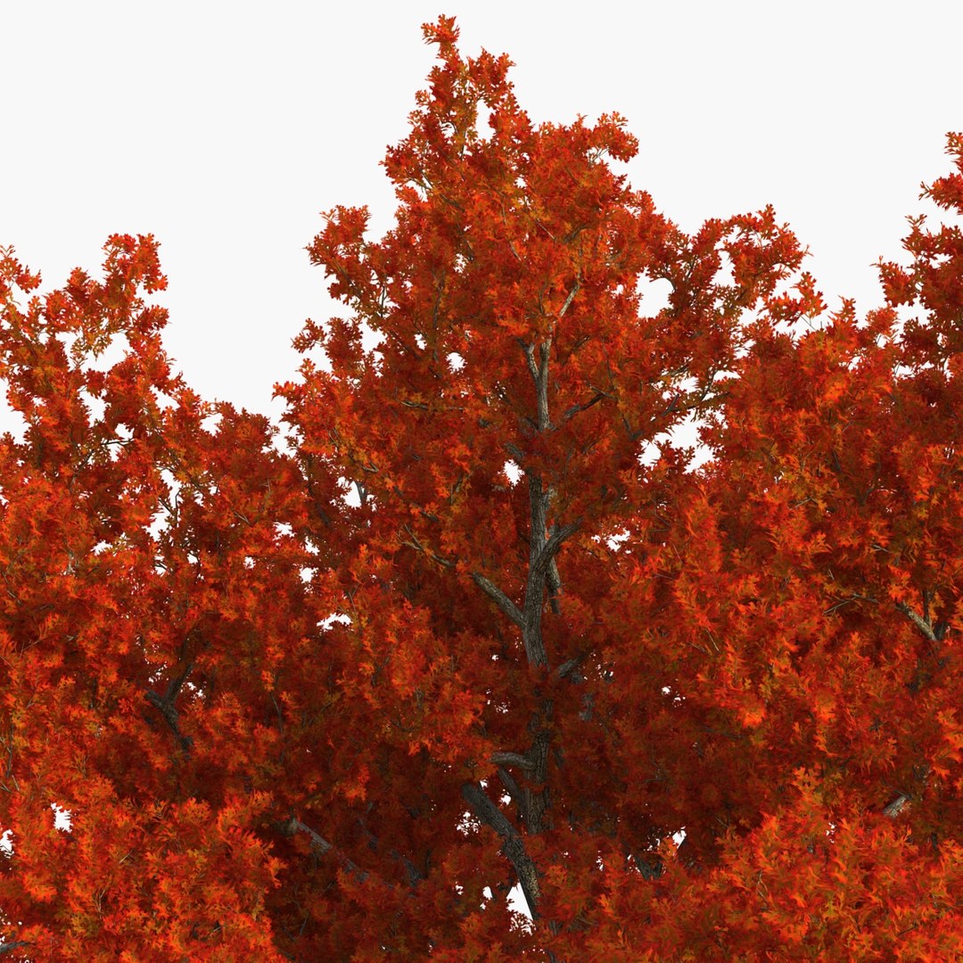 3d red oak old tree model https://p.turbosquid.com/ts-thumb/1Z/fPL2bw/qjP4Ma3v/redoakoldtreeautumn3dmodel11/jpg/1456174989/1920x1080/fit_q87/d2c8ec6926b25aacfb189089a362dfec066cafab/redoakoldtreeautumn3dmodel11.jpg